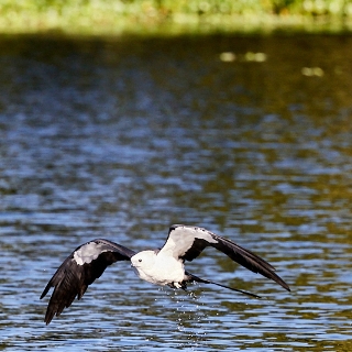 kites-082