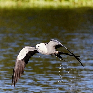 kites-083