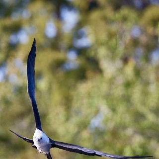 kites-088