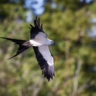 kites-089