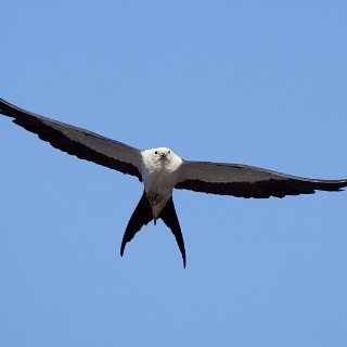 kites-090