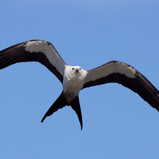 kites-091