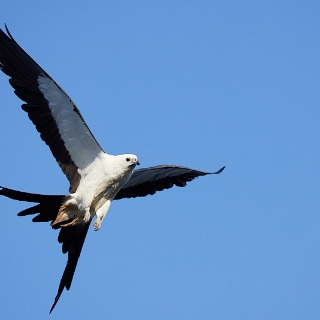 kites-092