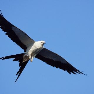 kites-093