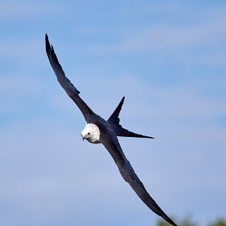 kites-094