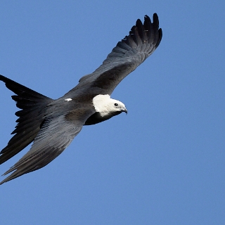 kites-095