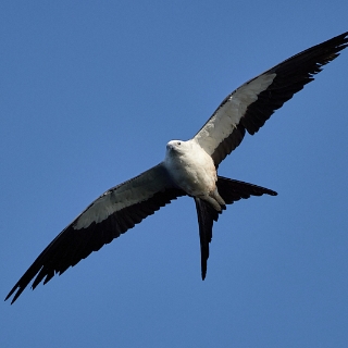 kites-096