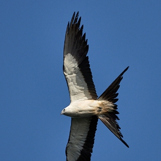 kites-097