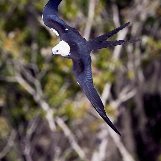 kites-098
