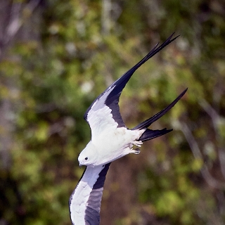 kites-152