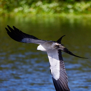 kites-158