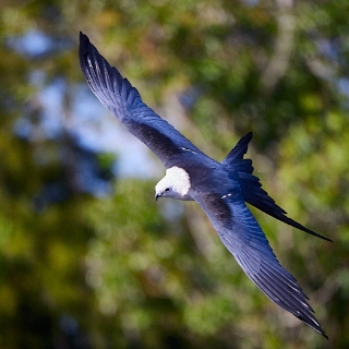 kites-159