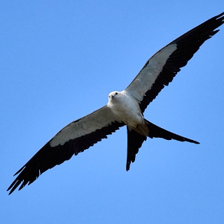 kites-175