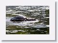 Softshell Turtle