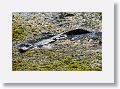 Aligator