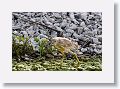 Juvenile Yellow-crowned Night Heron