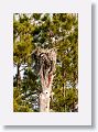 Osprey with nesting material