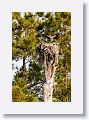 Osprey with nesting material