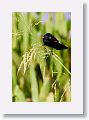 Red-winged Blackbird