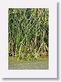 Least Bittern
