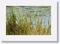 Least Bittern