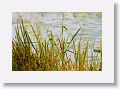 Least Bittern