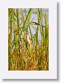Least Bittern