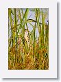 Least Bittern