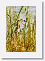 Least Bittern