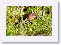 Boat-tailed Grackle, female