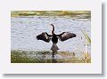 Anhinga Anhinga