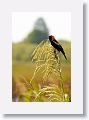 Bobolink perched on wild rice