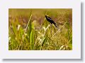 Bobolink perched on wild rice
