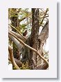 Red-shouldered Hawk