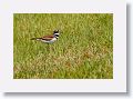 Killdeer
