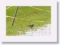 This Killdeer nested on the crushed concrete of the path