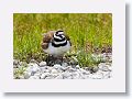 Killdeer sitting on 4 eggs just days from hatching