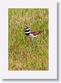 Killdeer male on grass near nest