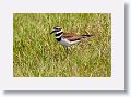 Killdeer male on grass near nest