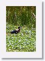 Glossy Ibis (breeding plumage)