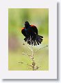 Red-winged Blackbird