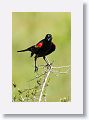 Red-winged Blackbird