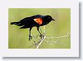 Red-winged Blackbird