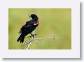 Red-winged Blackbird