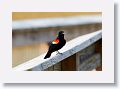 Red-winged Blackbird