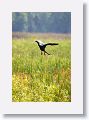 Cormorant on final approach