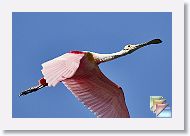 March * (89 Slides)