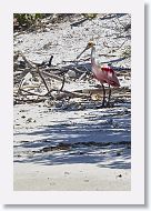 03a-003 * Roseatte Spoonbill * Roseatte Spoonbill