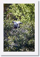 03a-036 * Brown Pelican * Brown Pelican