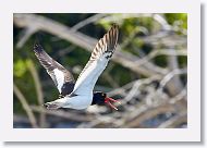 03a-048 * Oyster Catcher * Oyster Catcher